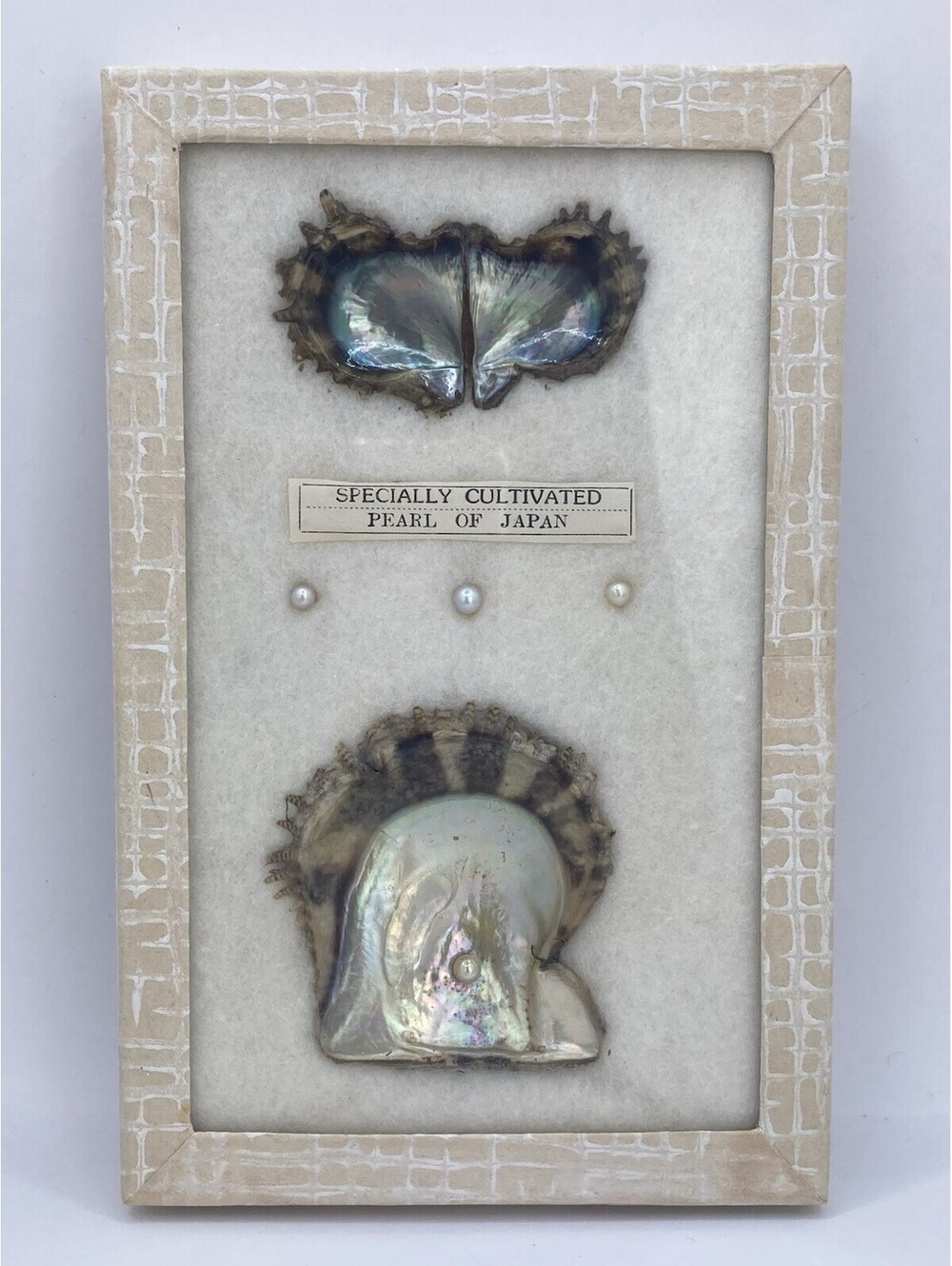 Vintage Pearl Culturing Educational Sample Display Box Japan Mieken Specimen